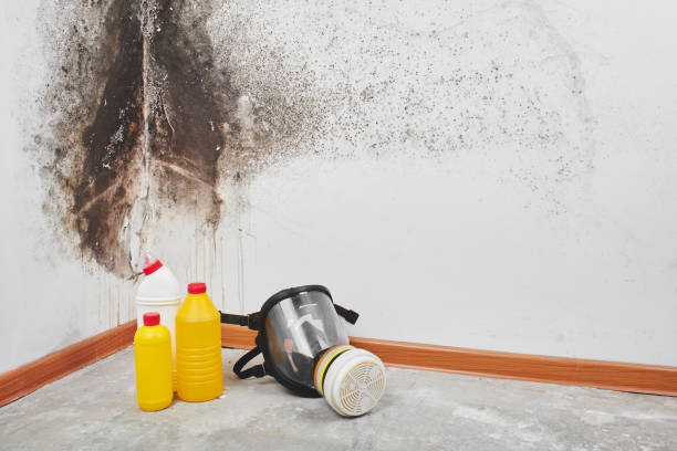 Best Commercial Mold Removal  in Yale, OK