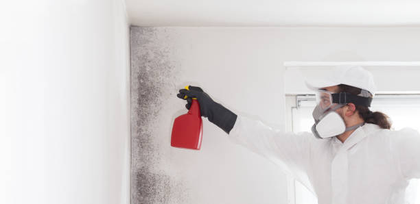 Professional Mold Removal in Yale, OK